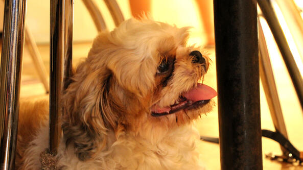 dog dog