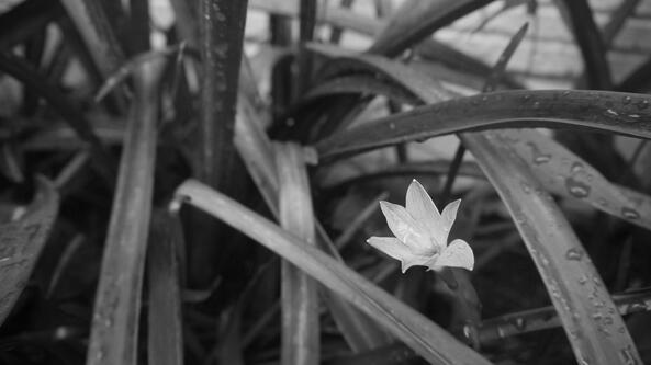 flower flower
